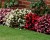 Begonia semperflorens Super Cool RED