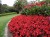 Begonia semperflorens Super Cool RED