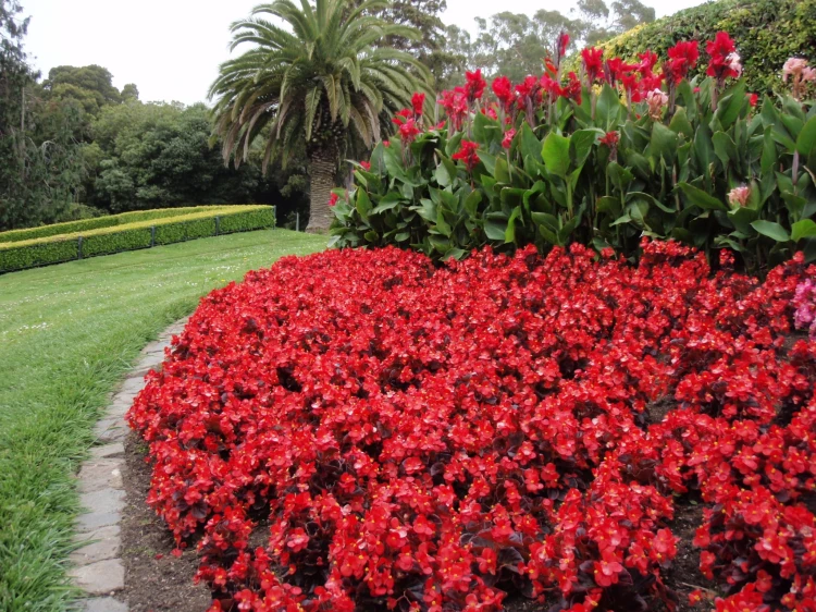 Begonia semperflorens Super Cool RED