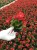 Begonia semperflorens Super Cool RED