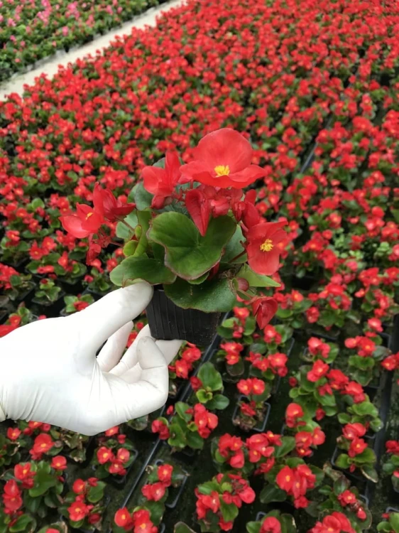 Begonia semperflorens Super Cool RED