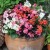 Begonia semperflorens Super Cool RED