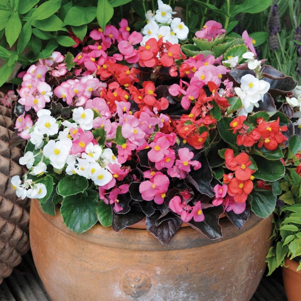 Begonia semperflorens Super Cool RED