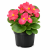 Begonia semperflorens Super Cool PINK