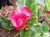 Begonia TOPHAT - DRAGON SCARLET