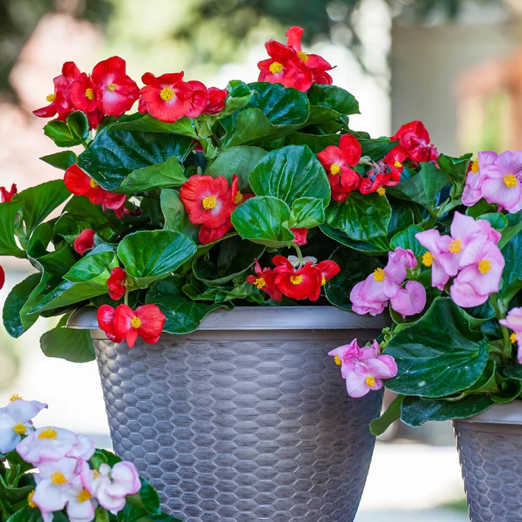 Begonia TOPHAT - DRAGON SCARLET