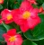Begonia TOPHAT - DRAGON SCARLET