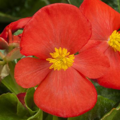 Begonia TOPHAT - DRAGON SCARLET