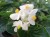 Begonia TOPHAT-DRAGON WHITE