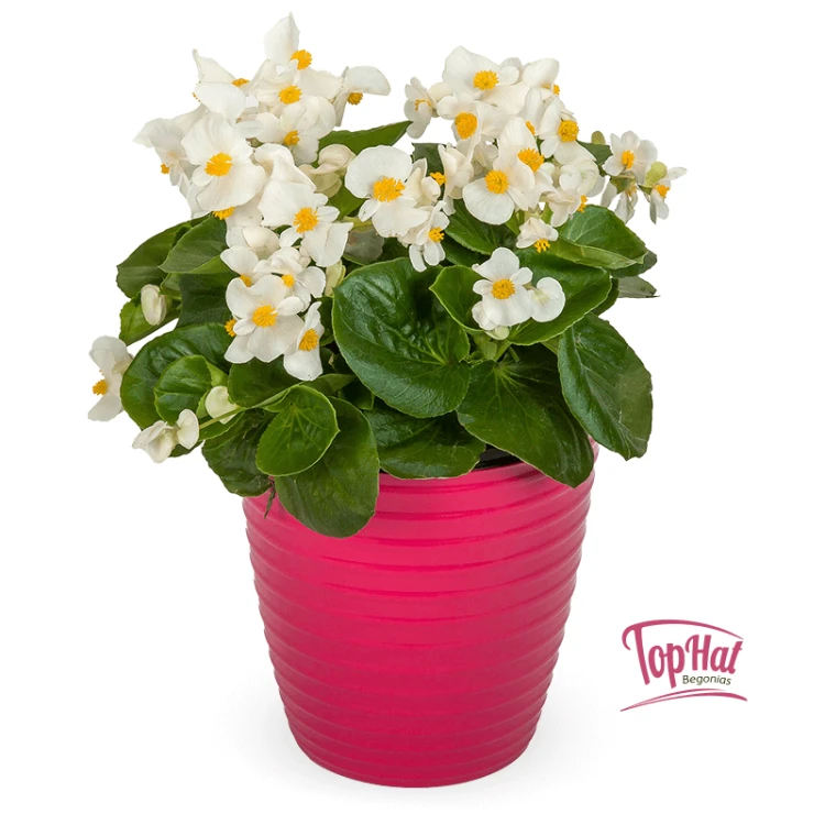 Begonia TOPHAT-DRAGON WHITE