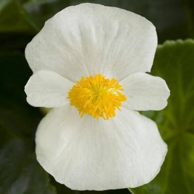 Begonia TOPHAT-DRAGON WHITE