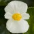 Begonia TOPHAT-DRAGON WHITE