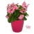 Begonia TOPHAT-DRAGON PINK