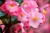Begonia TOPHAT-DRAGON PINK