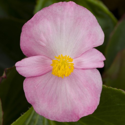 Begonia TOPHAT-DRAGON PINK