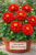 Dalia Hybrida Midalio Scarlet CZERWONA