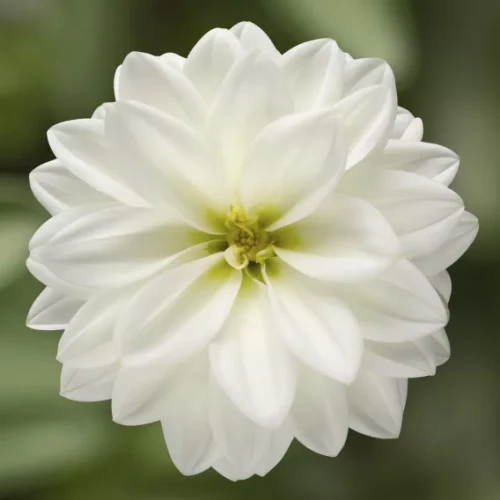 Dalia Hybrida Midalio White BIAŁA
