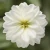 Dalia Hybrida Midalio White BIAŁA