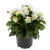 Dalia Hybrida Midalio White BIAŁA