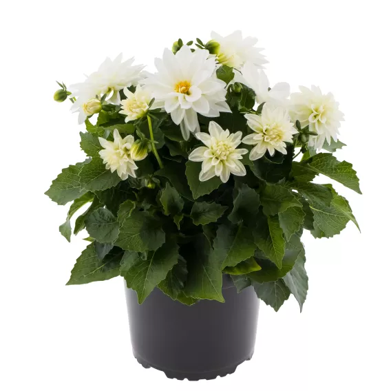 Dalia Hybrida Midalio White BIAŁA
