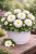 Dalia Hybrida Midalio White BIAŁA