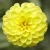 Dalia Hybrida Midalio Yellow ŻÓŁTA