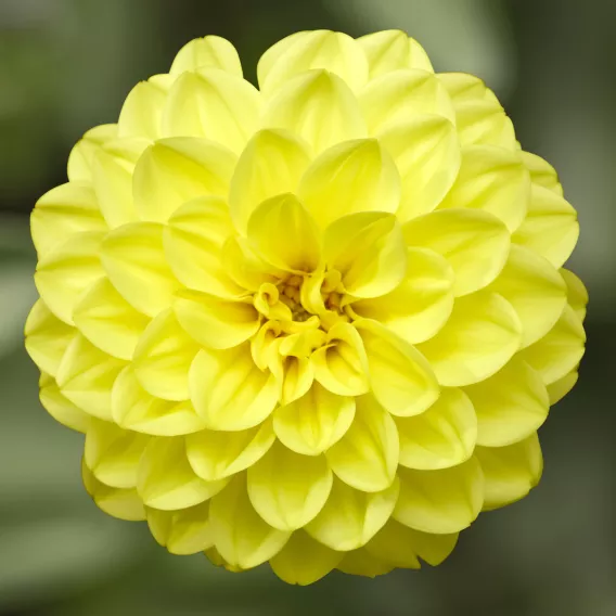 Dalia Hybrida Midalio Yellow ŻÓŁTA