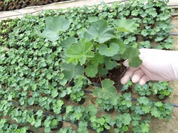 Przywrotnik Ostroklapowy - Alchemilla sadzonka