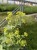 Przywrotnik Ostroklapowy - Alchemilla sadzonka