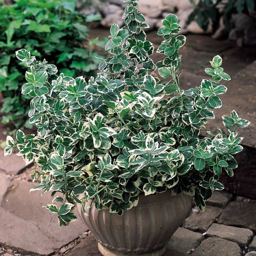 Trzmielina Emerald Gaiety p9