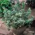 Trzmielina Emerald Gaiety p9