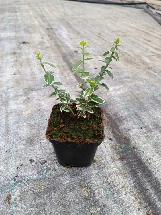 Trzmielina Emerald Gaiety p9