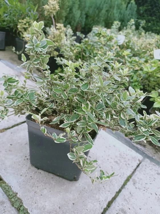 Trzmielina Emerald Gaiety p9