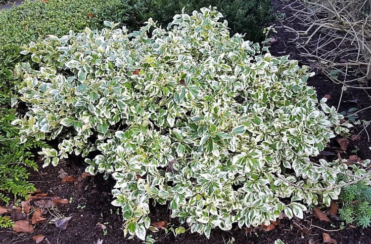 Trzmielina Emerald Gaiety p9