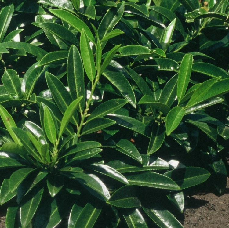 Laurowiśnia p9