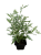 Perovskia, Perowskia P9
