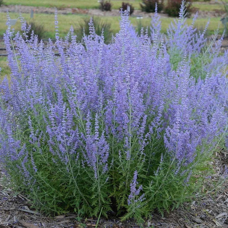 Perovskia, Perowskia P9