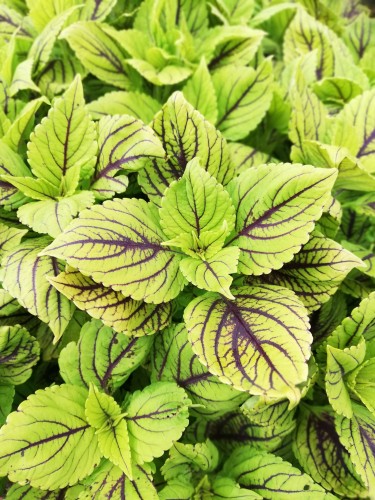 KOLEUS, COLEUS zielony z prążkiem p9