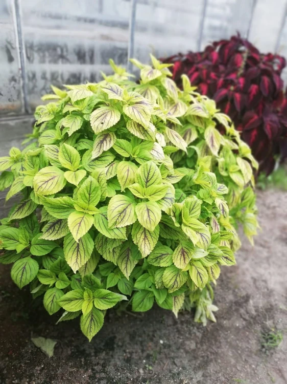 KOLEUS, COLEUS zielony z prążkiem p9