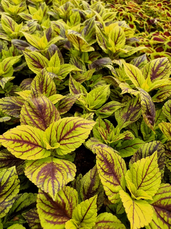 KOLEUS, COLEUS zielony z prążkiem p9