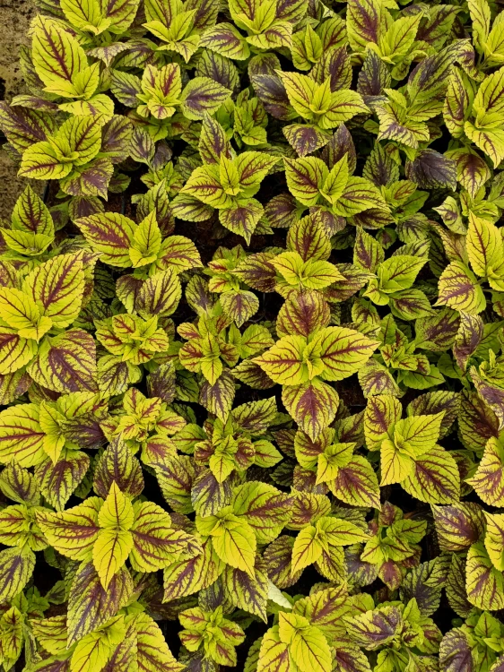 KOLEUS, COLEUS zielony z prążkiem p9