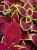 KOLEUS, COLEUS - czerwony p9
