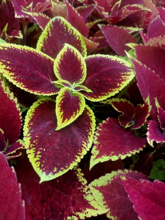 KOLEUS, COLEUS - czerwony p9