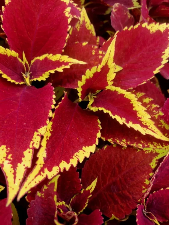 KOLEUS, COLEUS - czerwony p9