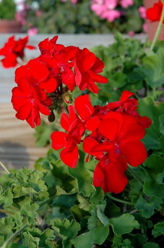 Pelargonia Calliope Landscape Fire P9