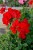 Pelargonia Calliope Landscape Fire P9