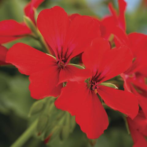Pelargonia Calliope Landscape Fire P9
