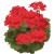 Pelargonia Calliope Landscape Fire P9