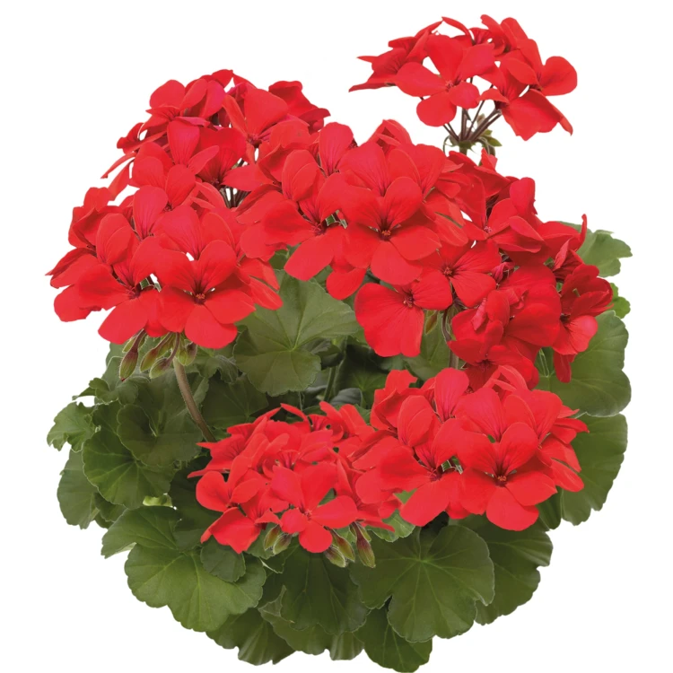Pelargonia Calliope Landscape Fire P9