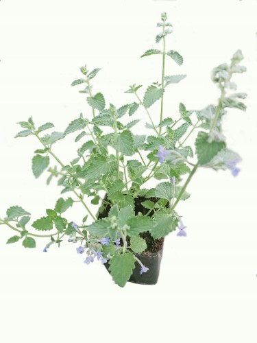 Kocimiętka Nepeta p9